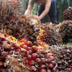 Panen buah kelapa sawit-1651310214