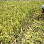 Ilustrasi: Buruh tani menyabit padi sawah di Desa Pombewe, Sigi, Sulawesi Tengah. ANTARA FOTO/Basri Marzuki/hp.-1670580443