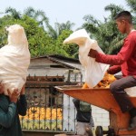 Ilustrasi - Penggunaan alat pipil jagung oleh petani di Lampung. ANTARA/Ruth Intan Sozometa Kanafi-1670223438