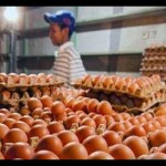 Pedagang telur yang berjualan di Pasar Beringin Singkawang (istimewa)-1670812525