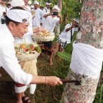 Penanaman bibit pohon oleh Bupati Karangasem I Gede Dana dalam rangka hari Tumpek Wariga di Karangasem, Bali, Sabtu (10/12/2022). ANTARA/HO-Pemkab Karangasem-1670739491