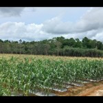 Tanaman jagung manis yang ditanam petani Belitung (ANTARA/Kasmono)-1670816885