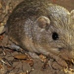 Tikus-1674883556