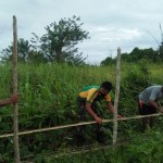 Aktivitas petani padi di Maluku Utara, Jumat (17/3/2023), ANTARA/Abdul Fatah.-1679036136