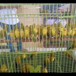 BKSDA Sultra minta masyarakat melindungi burung kacamata-1679381777