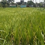 BPS Lombok Tengah siapkan 1.000 petugas Sensus Pertanian 2023-1678269155