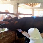 Dinas Pertanian Kulon Progo adakan Outbreak Investigation penyakit LSD-1679542841