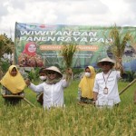 Dinas Pertanian Sleman lakukan panen padi sehat-1678271767