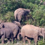 gajah-1679144795
