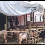Kambing-1678351570