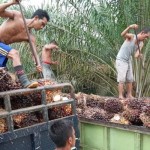Kelapa sawit di Jambi yang menjadi primadona Jambi, Kamis (16/3/23).(ANTARA/Nanang Mairiadi).-1678949821