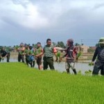 Kodim Mamuju dampingi masyarakat tanam padi-1678413962