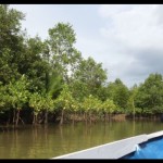 Mangrove-1678275418
