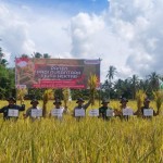 Pemkab Sidrap ramaikan panen padi nusantara-1678414893