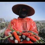 petani cabai-1678971512