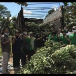 pisang-1679578260
