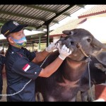 Sapi-1678372928