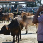 sapi-1678373384