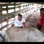 Sapi-1678776784