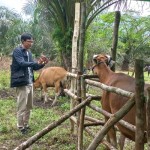 Sapi-1678791991