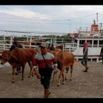 Sapi-1679114901