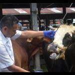 Sapi-1679316622