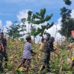 Satgas Pamtas RI-RDTL bersama warga perbatasan panen jagung bersama-1678349044