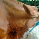 Ternak sapi di Sleman terserang penyakit LSD. ANTARA/HO-Dinas Pertanian Sleman-1679287297