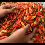 Cabai rawit-1701073608