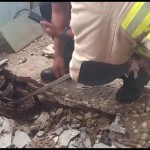 Petugas dari BPBD Kabupaten Tangerang saat melakukan evakuasi ular di bawah keramik rumah warga. (Azmi)-1700732094