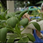 Tanaman Pakcoy-1700212176