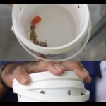 Teknologi Wolbachia-1701083587