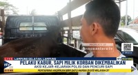 Pencuri Sapi-1749608234