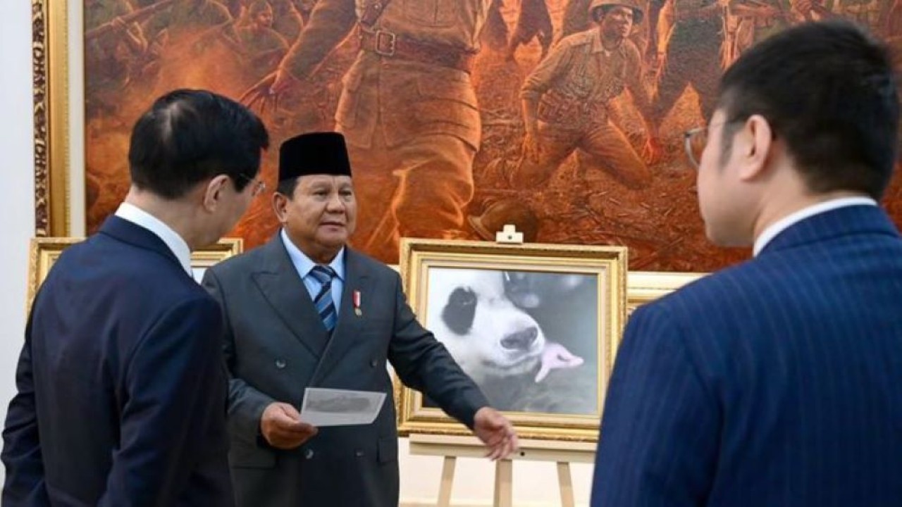 Presiden Prabowo Umumkan Nama Bayi Panda Pertama yang Lahir di Indonesia (Istimewa)