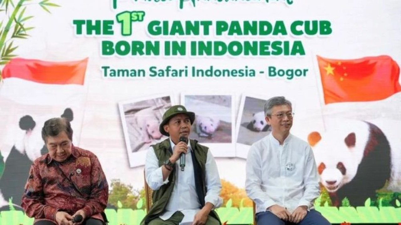 Menhut Raja Juli Antoni (tengah) dalam acara pengumuman kelahiran bayi panda raksasa di Taman Safari, Bogor, Jawa Barat pada Selasa, 6 Januari 2025. (Foto: ANTARA/HO-Kemenhut)