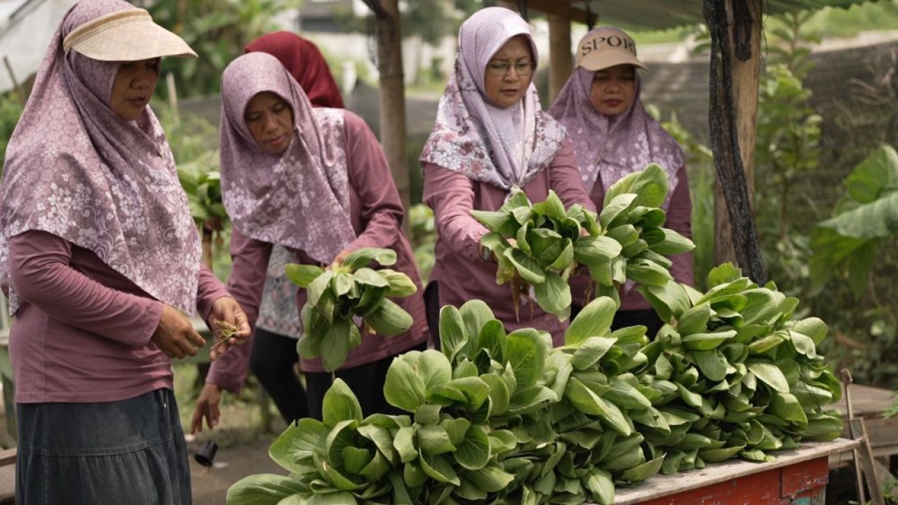 Program MBG membuat panen sayuran yang mereka budi dayakan mudah terserap. (Foto: Dok/Istimewa/Bakom RI)