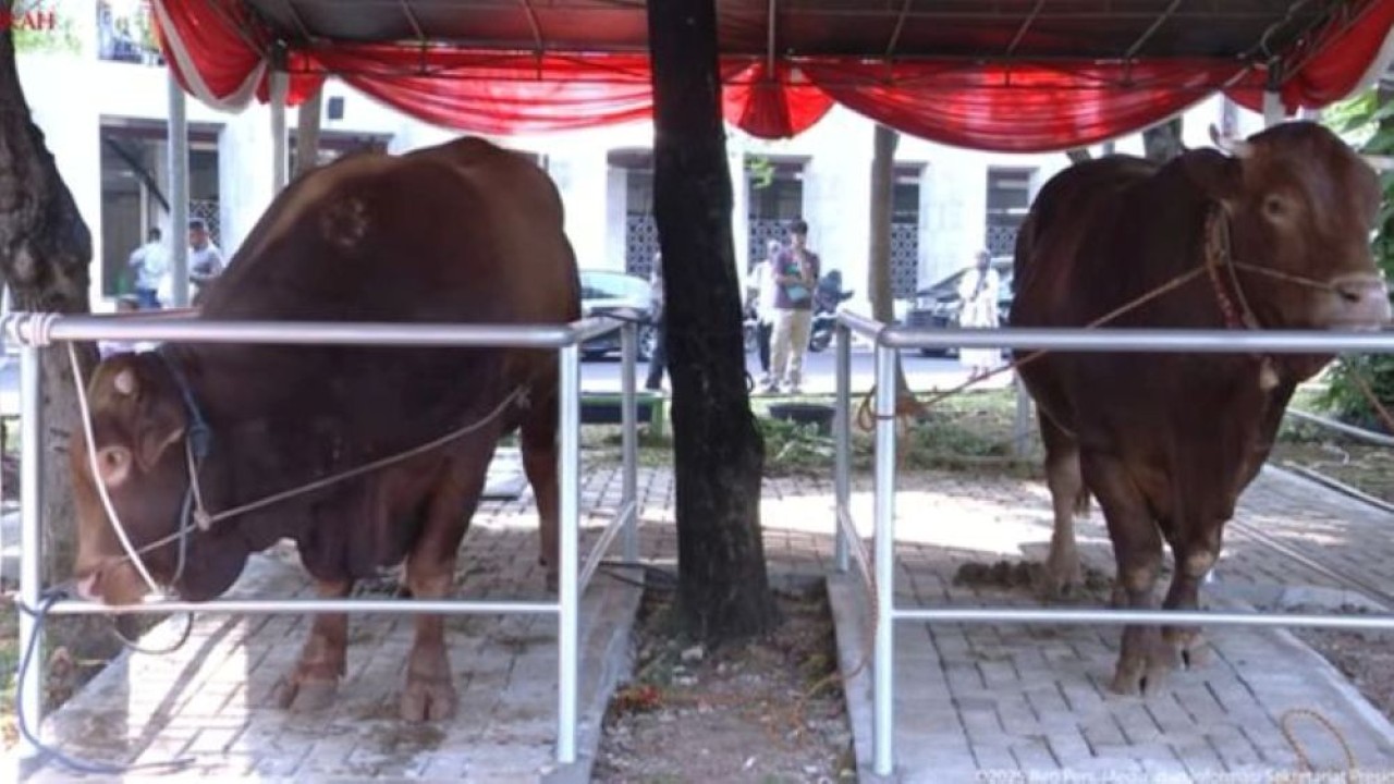 Sapi kurban Presiden Prabowo Subianto di masjid Istiqlal. (Foto: YouTube)