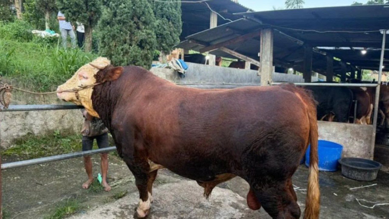 Sapi dengan bobot sekitar 1,1 hingga 1,2 ton terpilih oleh Presiden Prabowo untuk dikurbankan di Dayeuhkolot, Bandung, Jawa Barat. (Foto: ANTARA/HO-Pemkab Bandung/aa)