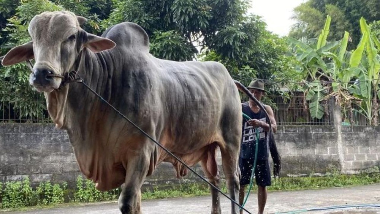 Peternak sapi asal Bantul Sarjono (51) sedang memandikan sapinya yang terpilih menjadi hewan kurban Presiden Prabowo Subianto di Jati Wonokromo, Bantul, Minggu, 17 Mei 2026. (Foto: ANTARA/Agung Dwi Prakoso)